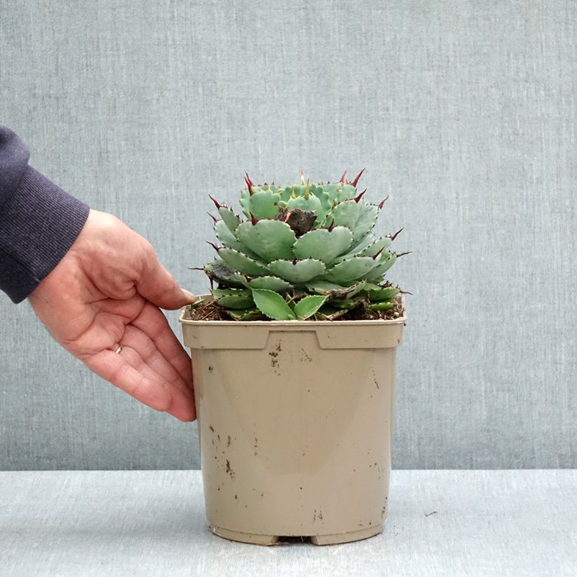 Exemplaar van Agave potatorum Kichiokan Pot van 3 l/4 l zoals geleverd in de lente