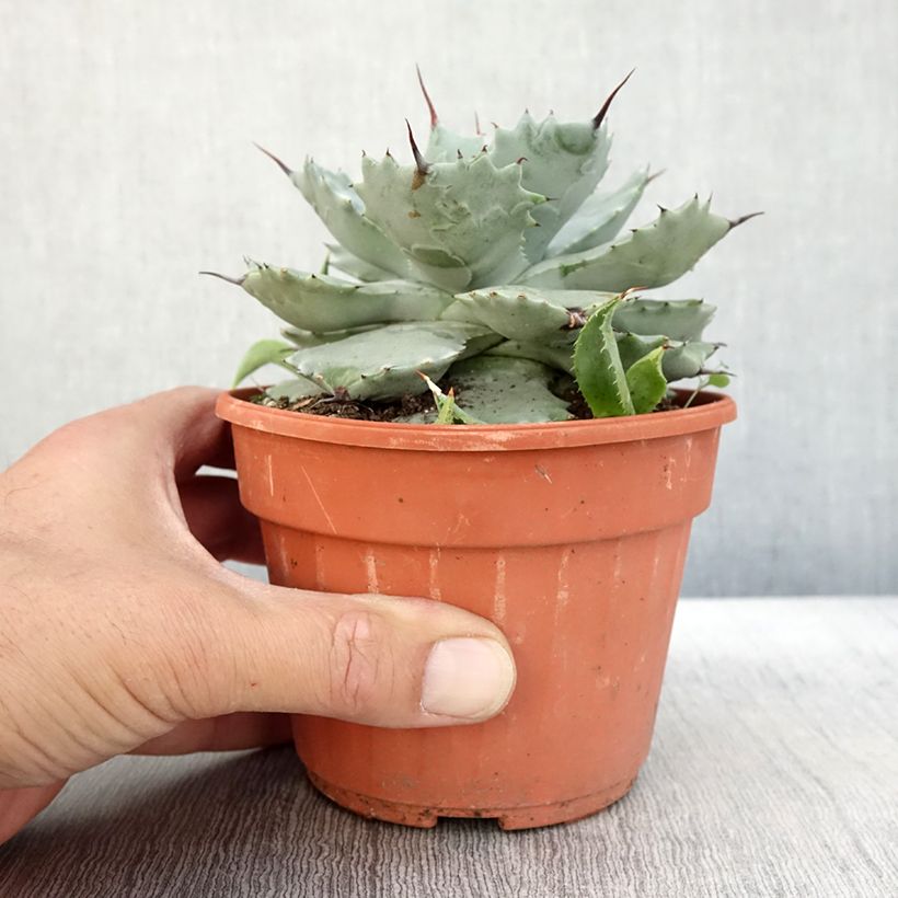 Exemplaar van Agave potatorum Pot van 2 l/3 l zoals geleverd in de herfst