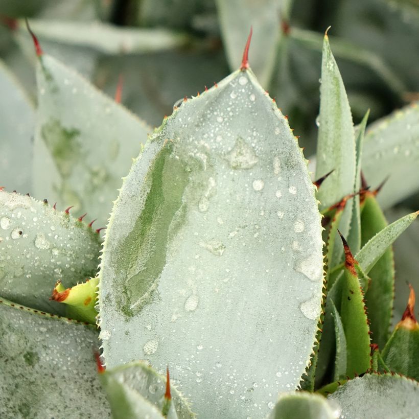 Agave pygmae Dragon Toes (Blad)