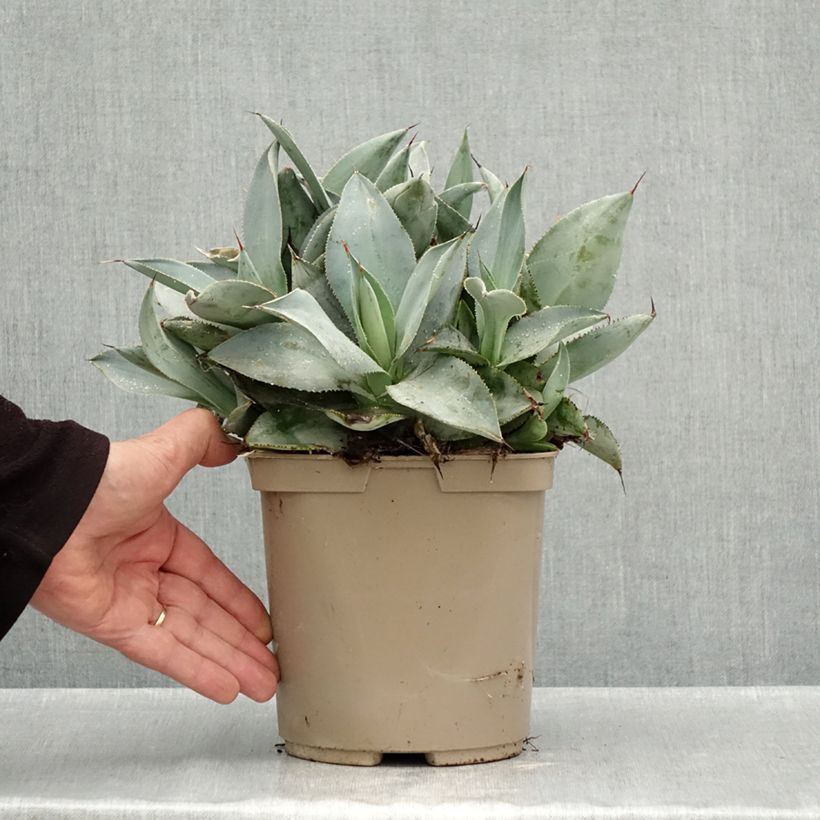 Exemplaar van Agave pygmae Dragon Toes Pot van 3 l/4 l zoals geleverd in de herfst