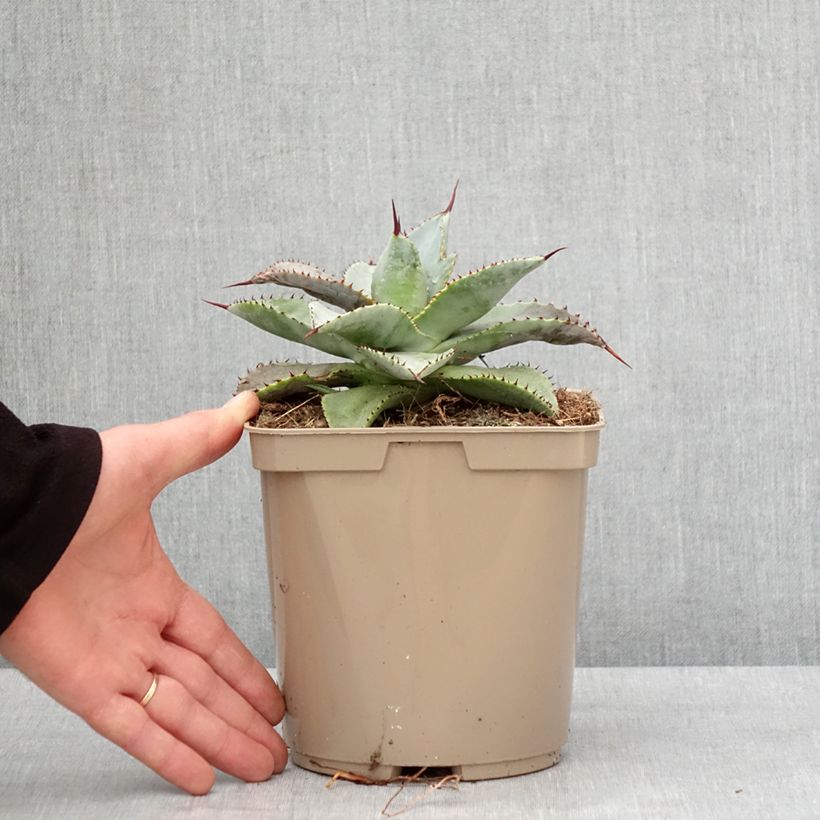 Exemplaar van Agave pygmae Dragon Toes Pot de 3L/4L zoals geleverd in de winter