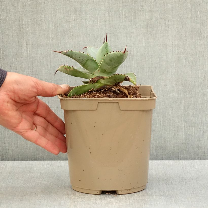 Exemplaar van Agave pygmae Dragon Toes Pot van 3 l/4 l zoals geleverd in de lente