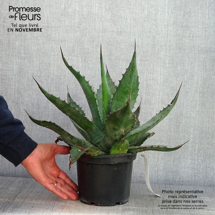Exemplaar van Agave salmiana Pot van 3 l/4 l zoals geleverd in de herfst