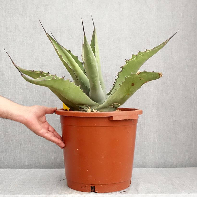 Exemplaar van Agave salmiana subsp. crassispina Pot van 12 l/15 l zoals geleverd in de zomer