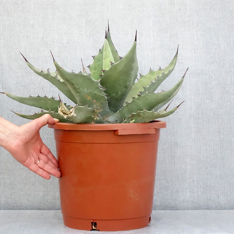 Exemplaar van Agave salmiana subsp. crassispina Pot van 12 l/15 l zoals geleverd in de lente