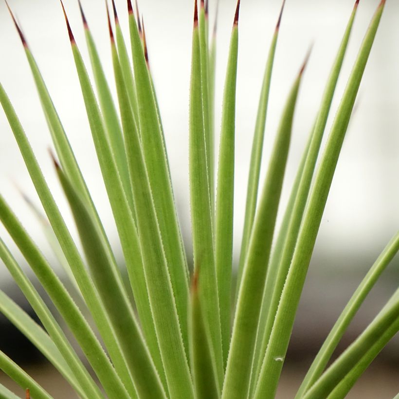 Agave stricta Nana - Egeltjesplant (Blad)