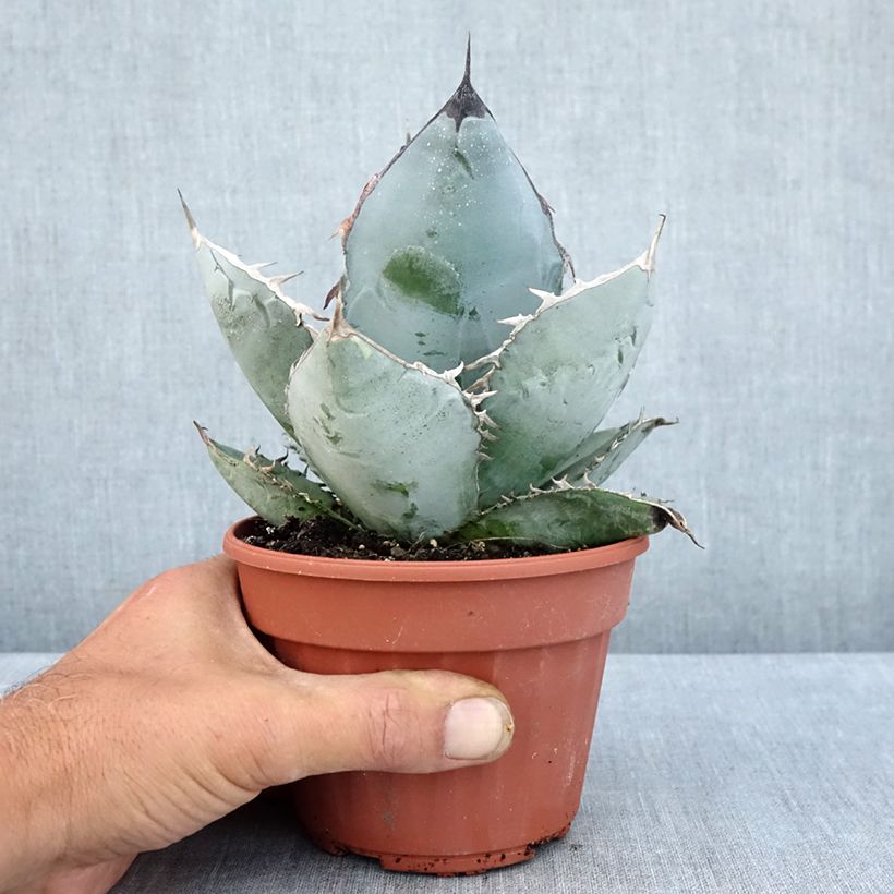 Exemplaar van Agave titanota Pot van 12 cm / 13 cm zoals geleverd in de zomer