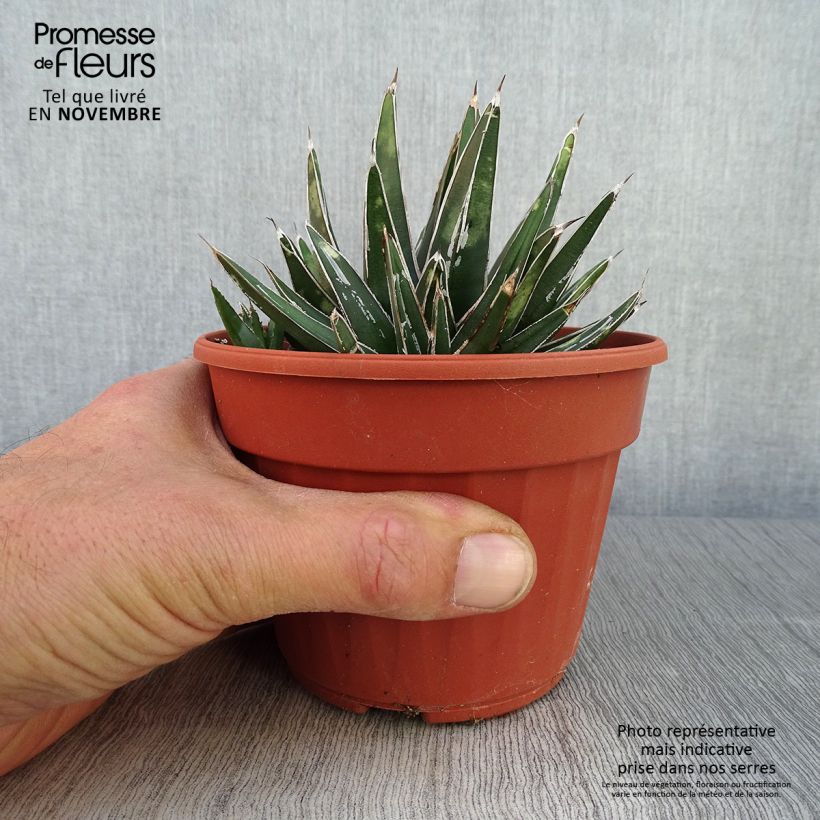 Exemplaar van Agave victoriae-reginae - Koningin Victoria-agave Pot van 12 cm / 13 cm zoals geleverd in de herfst