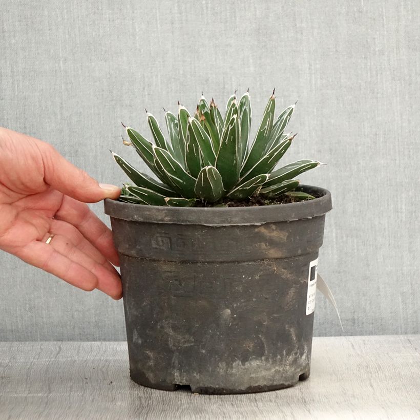 Example of Agave victoriae-reginae - Koningin Victoria-agave Pot van 4 l/5 l as you get in printemps
