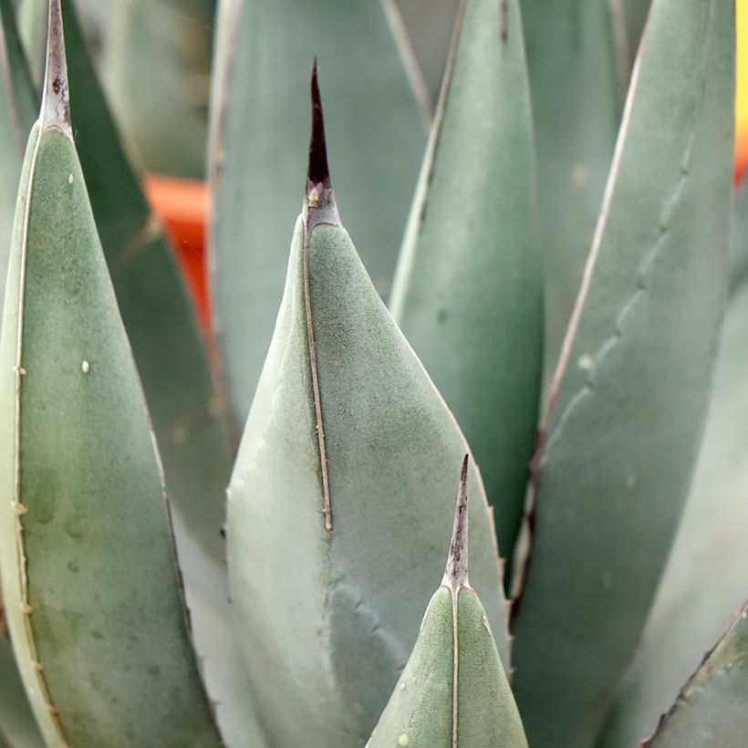 Agave x nigra (Blad)