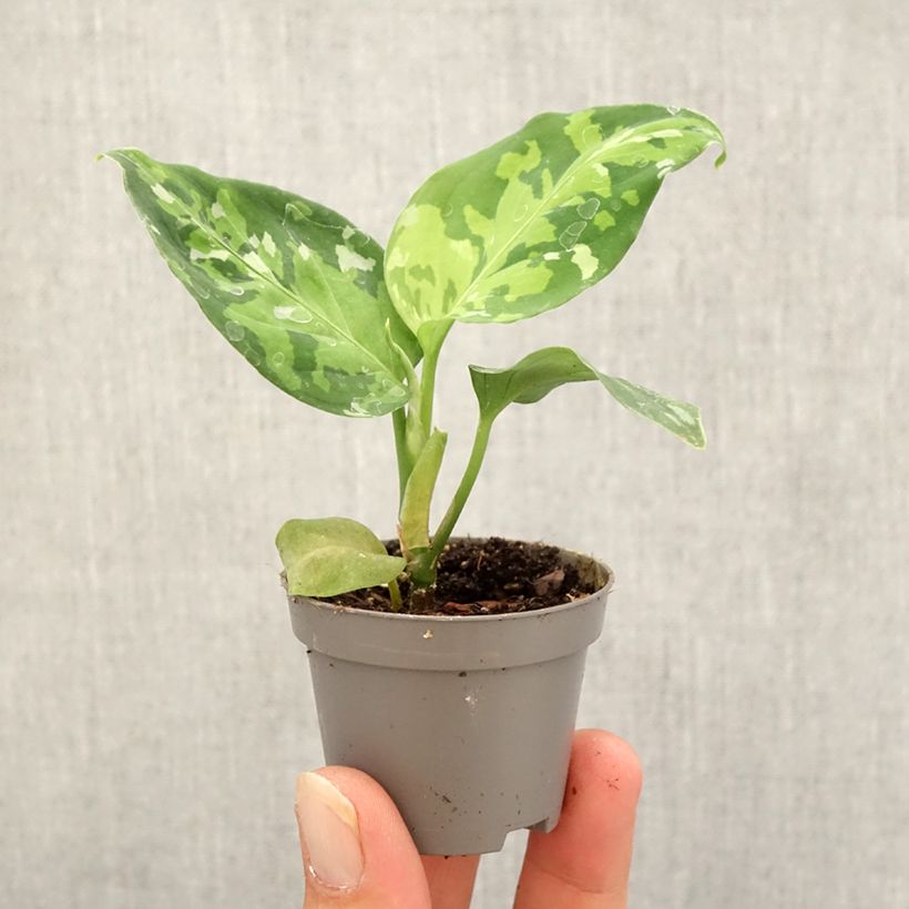 Exemplaar van Aglaonema pictum Tricolor - Chinese evergreen Mini-kamerplanten zoals geleverd in de herfst