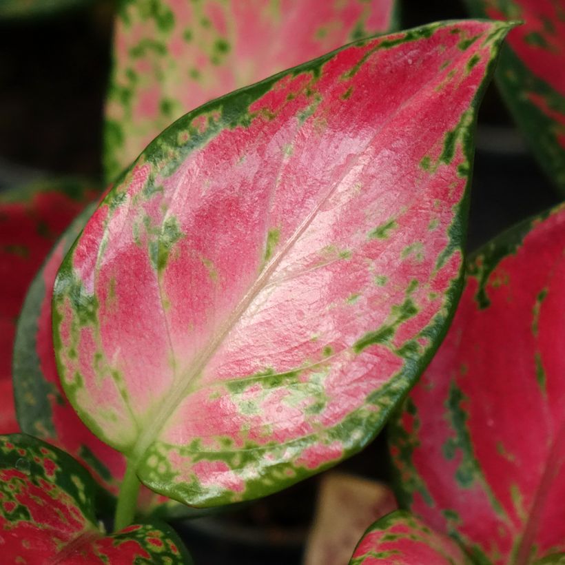 Aglaonema Red Dragon - Chinese evergreen (Blad)
