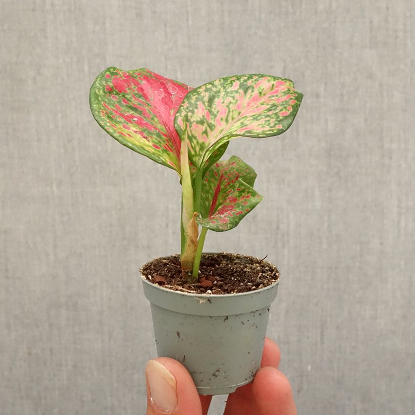 Exemplaar van Aglaonema Red Zircon Mini-kamerplanten zoals geleverd in de herfst