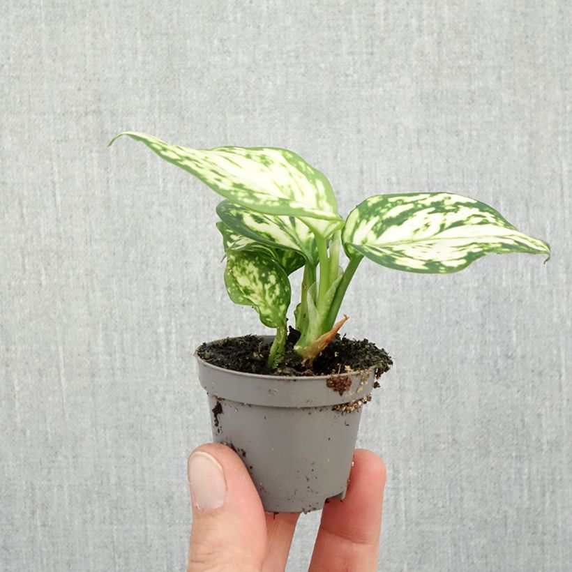 Exemplaar van Aglaonema Snowflake - Chinese evergreen Mini-kamerplanten zoals geleverd in de herfst