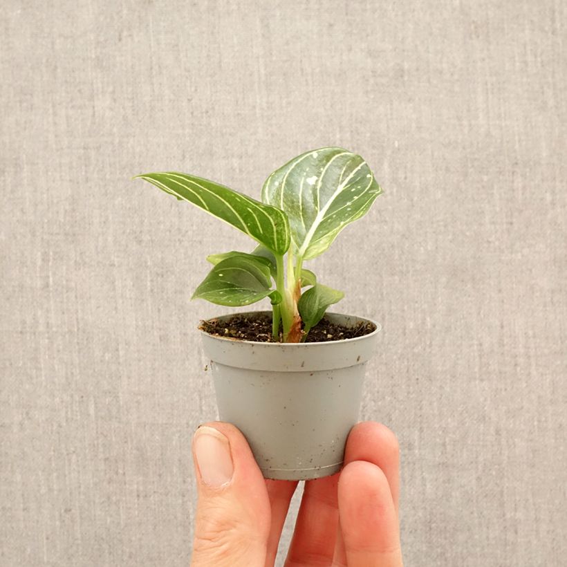 Exemplaar van Aglaonema Toms Pride Mini-kamerplanten zoals geleverd in de lente