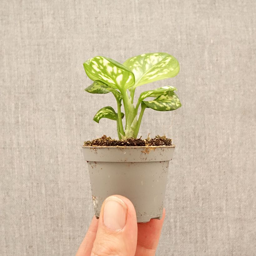 Exemplaar van Aglaonema Variegata Pearls Mini-kamerplanten zoals geleverd in de lente
