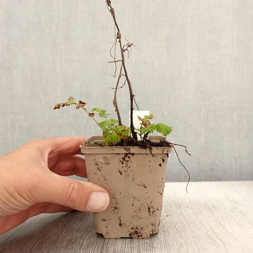 Exemplaar van Agrimonia eupatoria Alba - Gewone agrimonie Kweekpotje van 8/9 cm zoals geleverd in de herfst