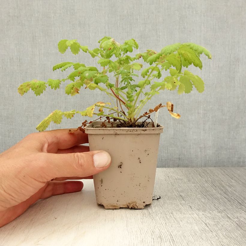 Exemplaar van Agrimonia eupatoria - Gewone agrimonie Kweekpotje van 8/9 cm zoals geleverd in de zomer