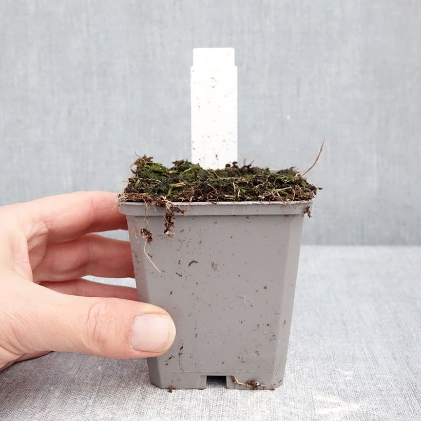 Example of Allium aflatunense Purple Sensation - Sierui Kweekpotje van 8/9 cm kaliber 14+ as you get in hiver