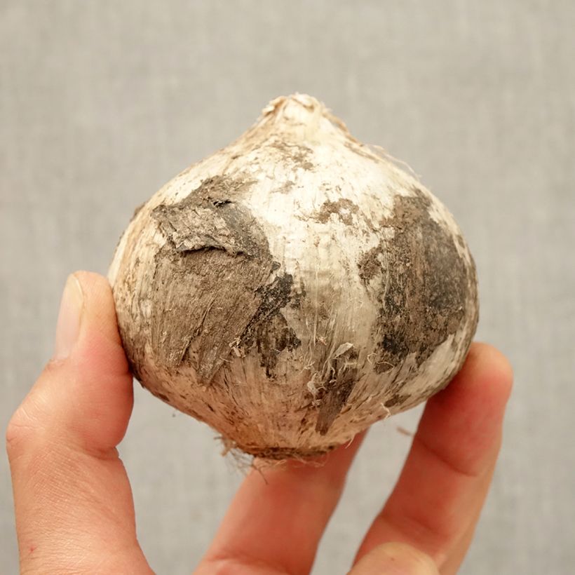 Exemplaar van Allium Ambassador - Sierui Bol size 24+ zoals geleverd in de herfst