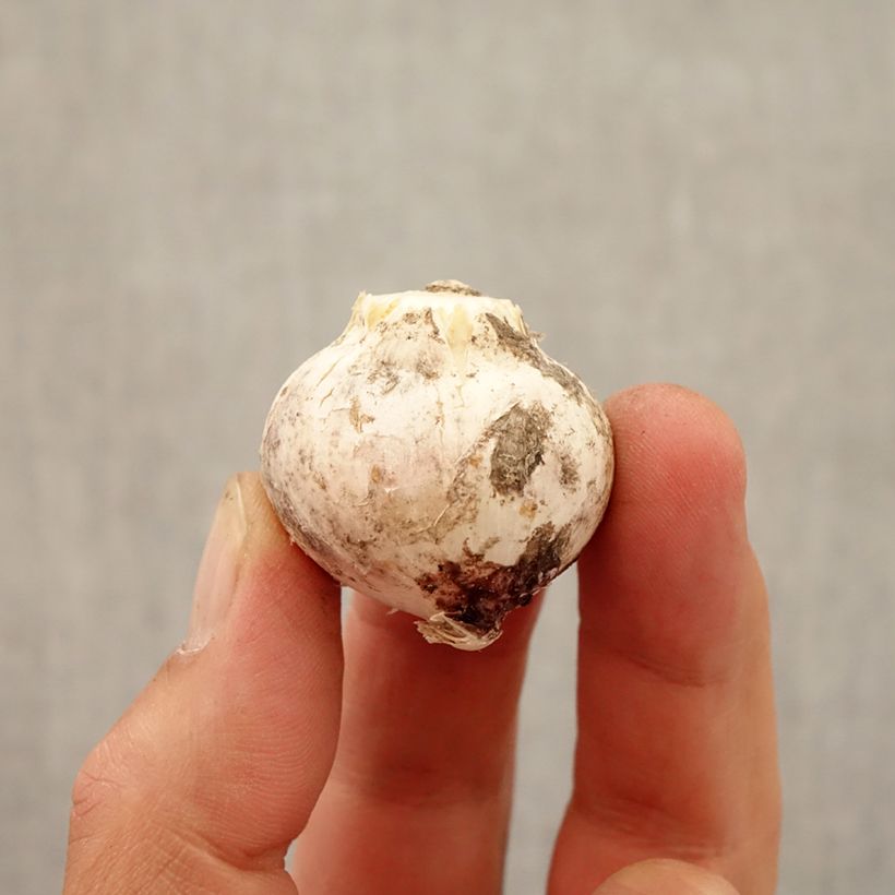 Exemplaar van Allium atropurpureum - Sierui Bol kaliber 8+ zoals geleverd in de herfst