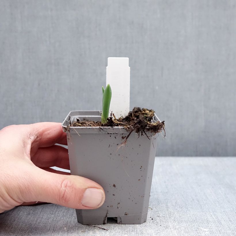 Exemplaar van Allium atropurpureum - Sierui Kweekpotje van 8/9 cm kaliber 8+ zoals geleverd in de winter