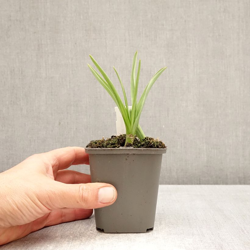 Exemplaar van Allium atropurpureum - Sierui Kweekpotje van 8/9 cm kaliber 8+ zoals geleverd in de lente