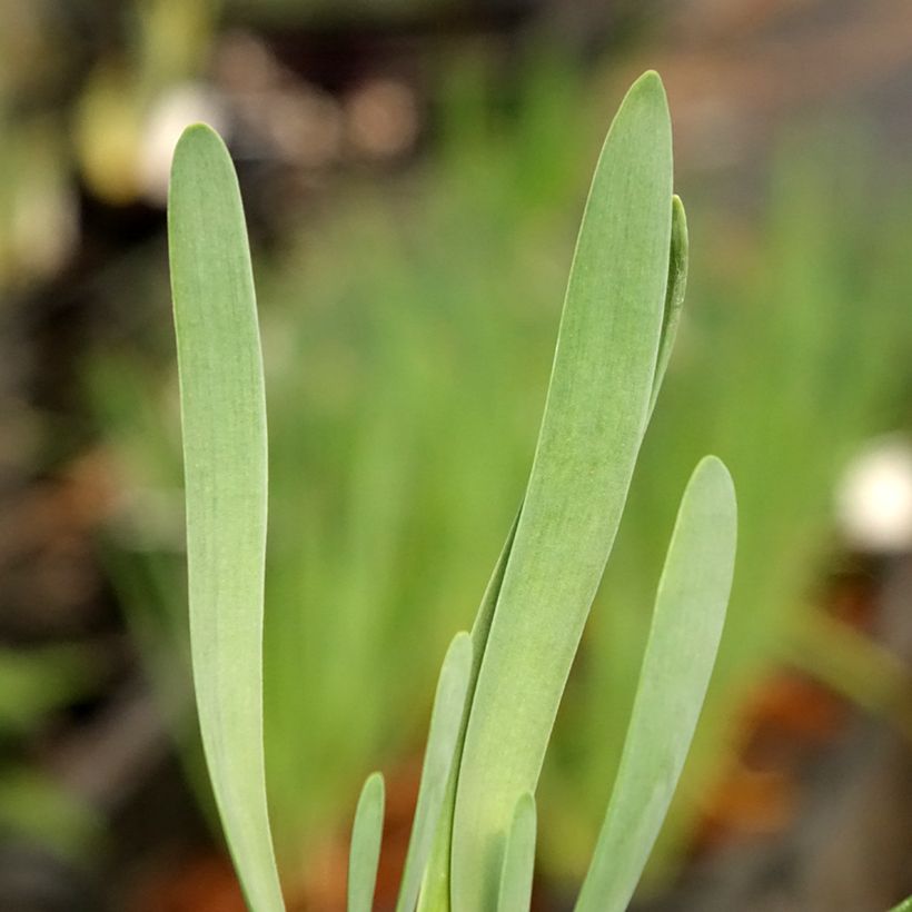 Allium Bubble Bath - Sierui (Blad)