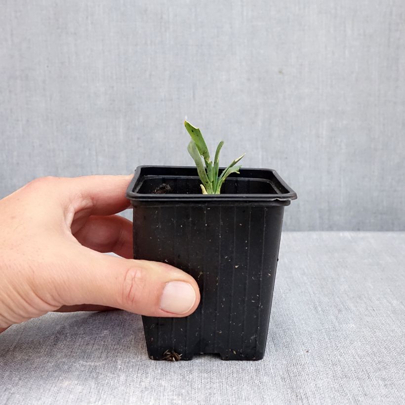 Exemplaar van Allium Bubble Bath - Sierui Kweekpotje van 8/9 cm zoals geleverd in de herfst