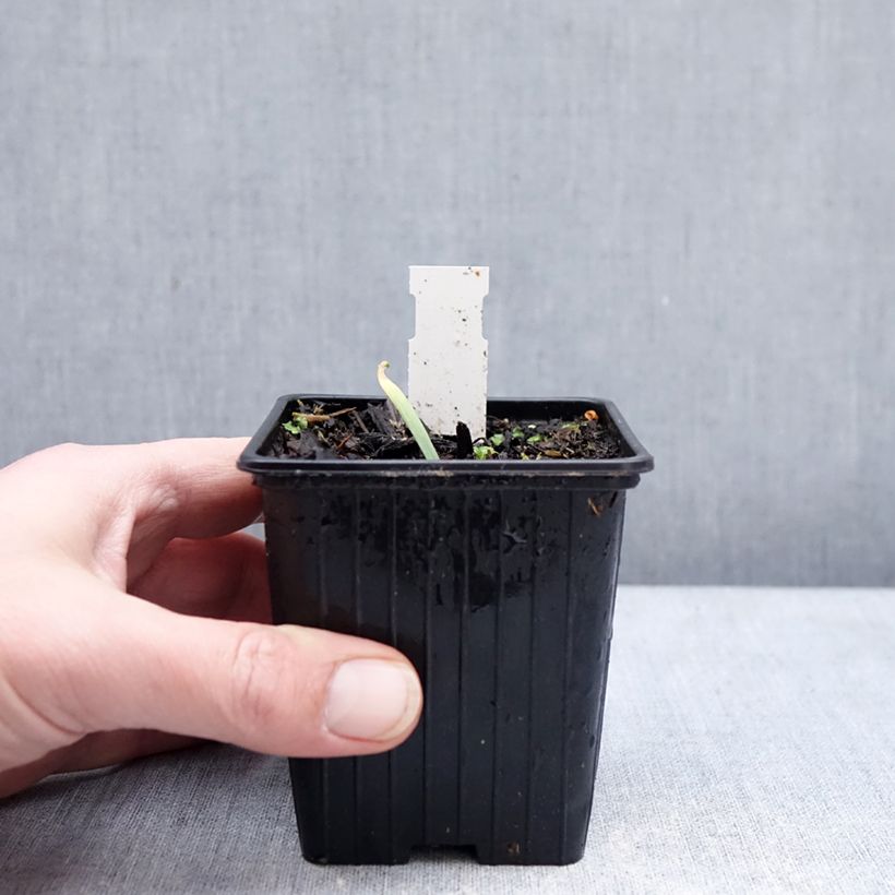 Exemplaar van Allium Bubble Bath - Sierui Kweekpotje van 8/9 cm zoals geleverd in de winter