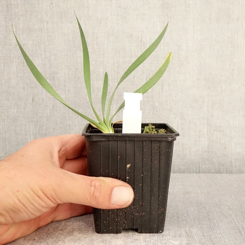 Exemplaar van Allium Bubble Bath - Sierui Kweekpotje van 8/9 cm zoals geleverd in de lente