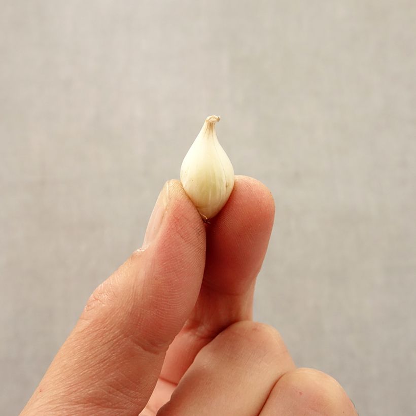 Exemplaar van Allium caesium - Sierui Bol kaliber 5+ zoals geleverd in de herfst