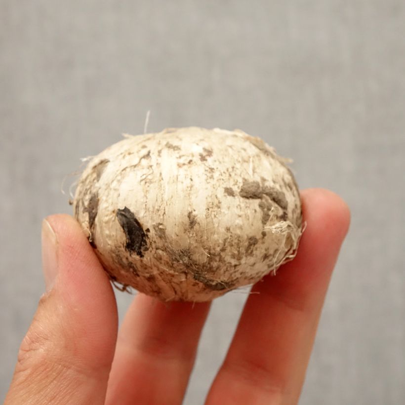 Exemplaar van Allium Early Emperor - Sierui Bol kaliber 14+ zoals geleverd in de herfst