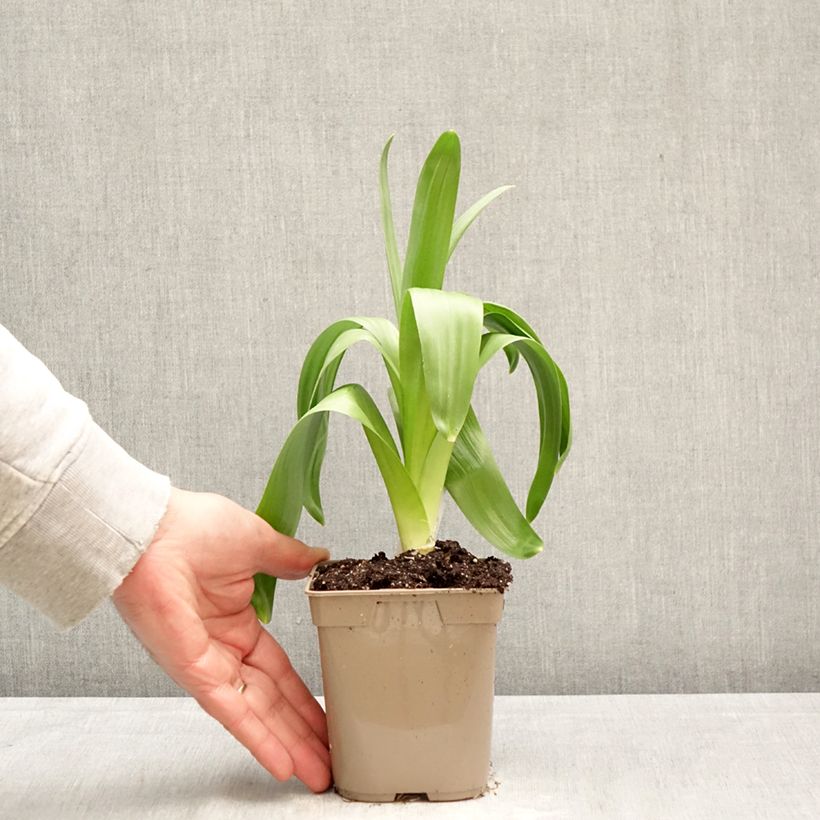 Exemplaar van Allium giganteum - Reuzenlook Pot van 12 cm / 13 cm kaliber 20+ zoals geleverd in de lente