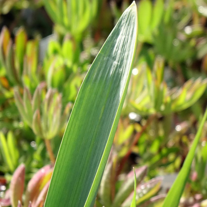Allium Gladiator - Sierui (Blad)
