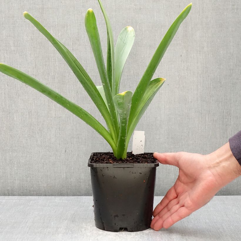 Exemplaar van Allium Gladiator - Sierui Pot van 2 l/3 l kaliber 18 zoals geleverd in de lente