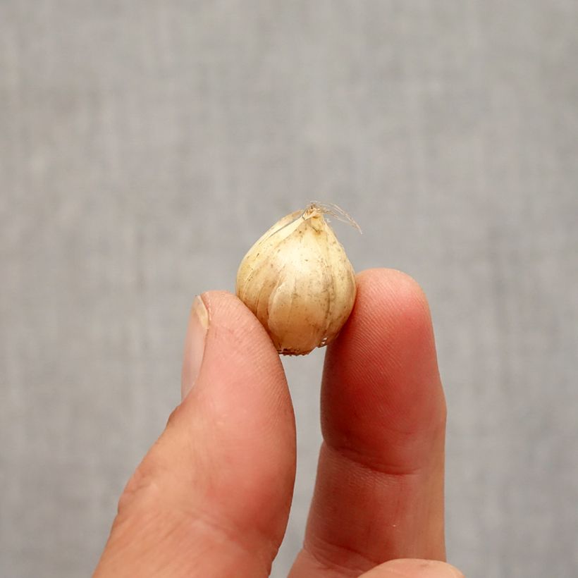 Exemplaar van Allium vineale Hair - Kraailook Bol kaliber 5+ zoals geleverd in de herfst