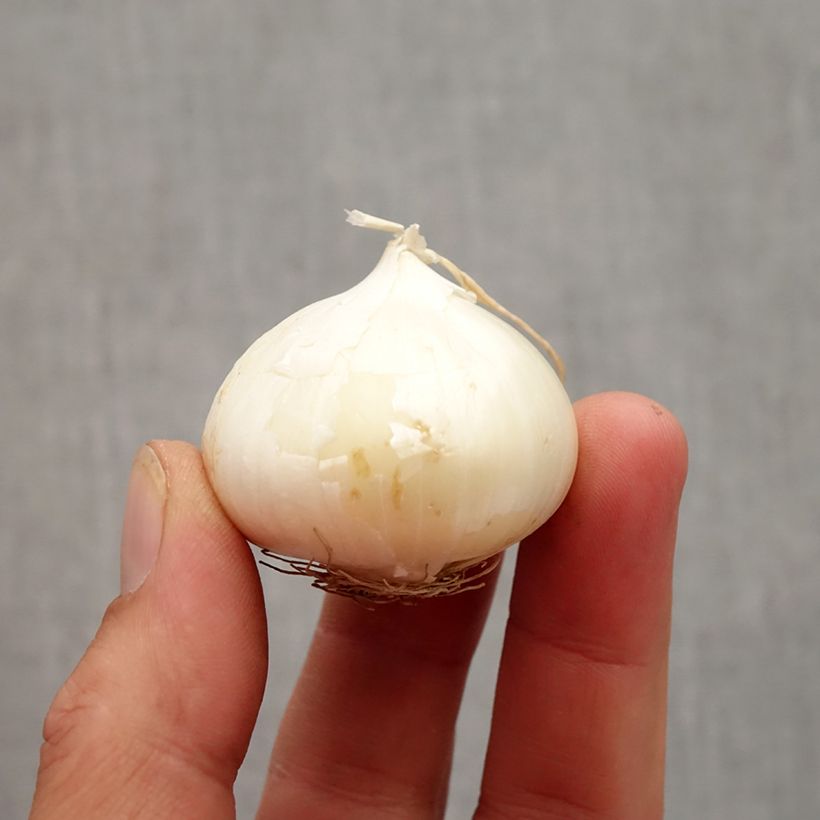 Exemplaar van Allium karataviense - Puinlook Bol kaliber 10+ zoals geleverd in de herfst