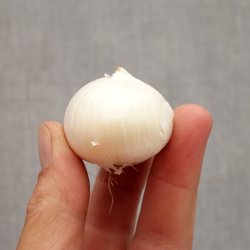 Exemplaar van Allium karataviense Ivory Queen - Puinlook Bol kaliber 12+ zoals geleverd in de herfst