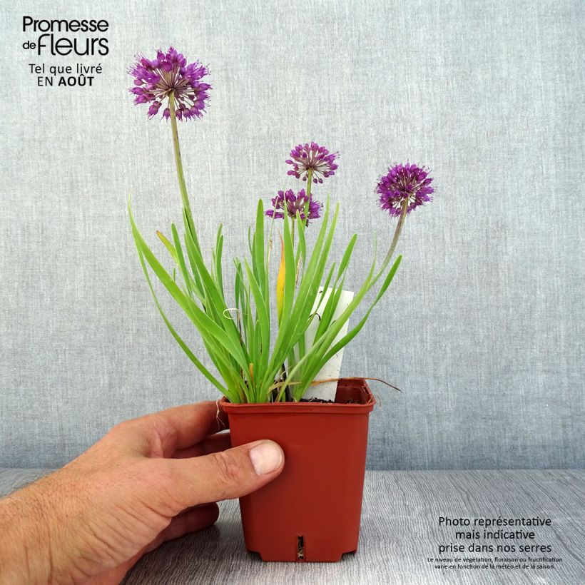 Exemplaar van Allium Lavender Bubbles - Sierui Kweekpotje van 8/9 cm zoals geleverd in de zomer