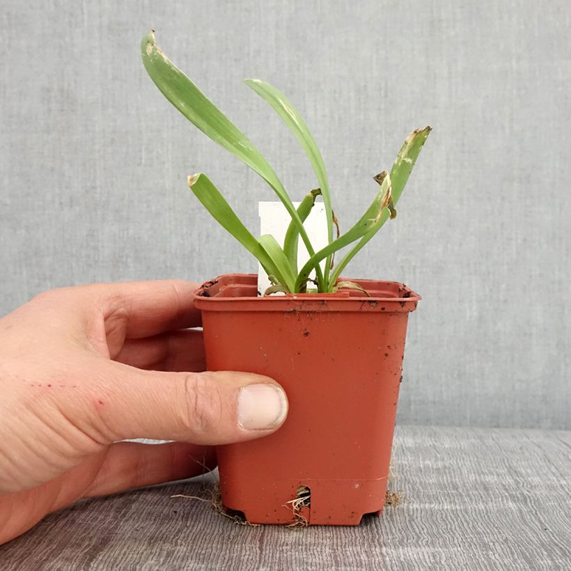 Exemplaar van Allium Lavender Bubbles - Sierui Kweekpotje van 8/9 cm zoals geleverd in de lente