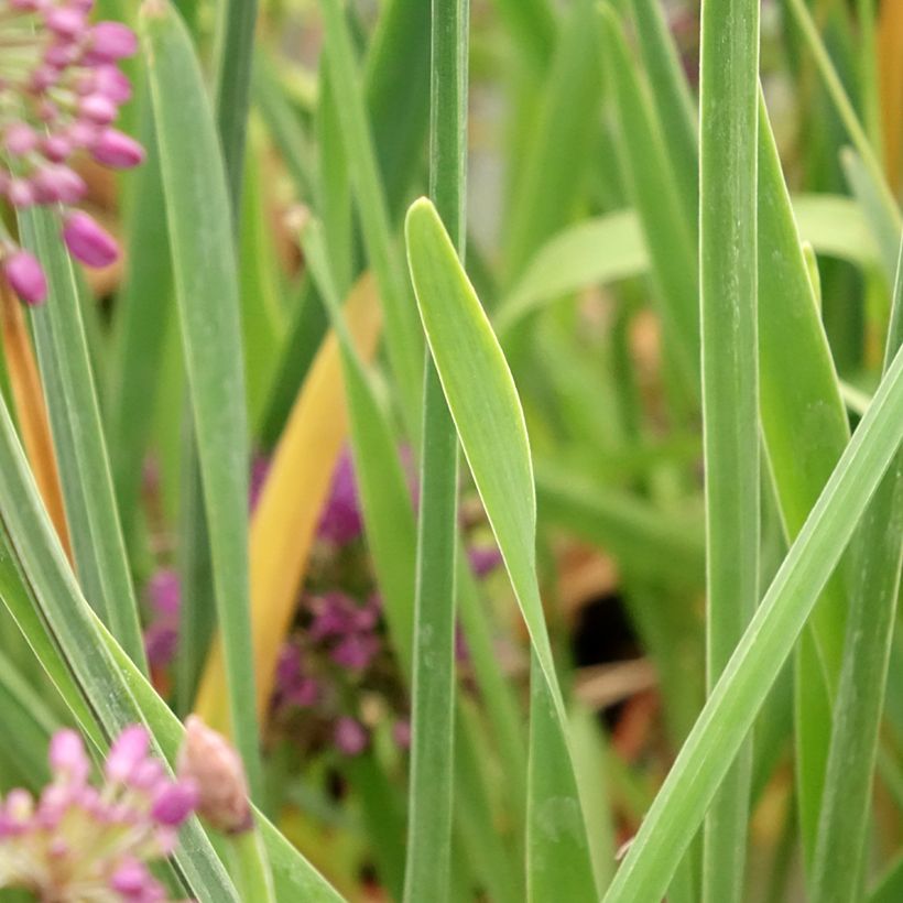 Allium Lavender Bubbles - Sierui (Blad)