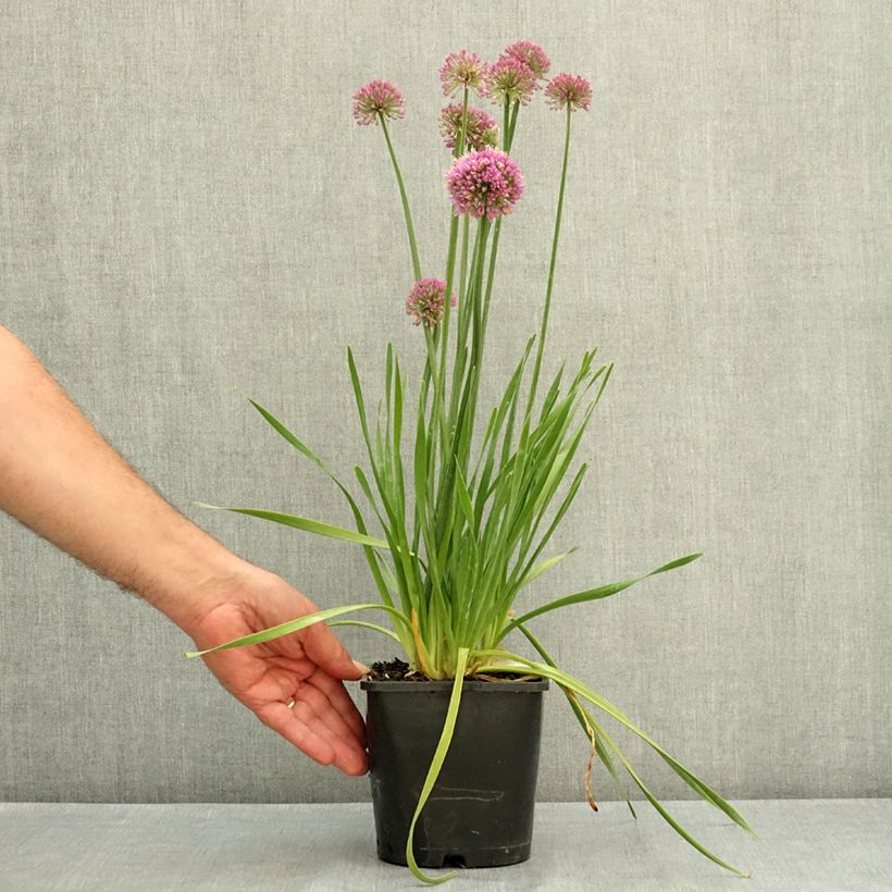 Exemplaar van Allium Lavender Bubbles - Sierui Pot van 2 l/3 l zoals geleverd in de zomer