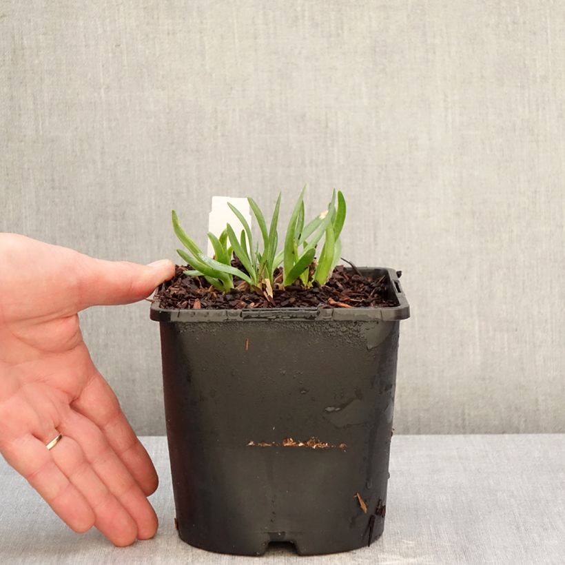 Exemplaar van Allium Lavender Bubbles - Sierui Pot van 2 l/3 l zoals geleverd in de winter