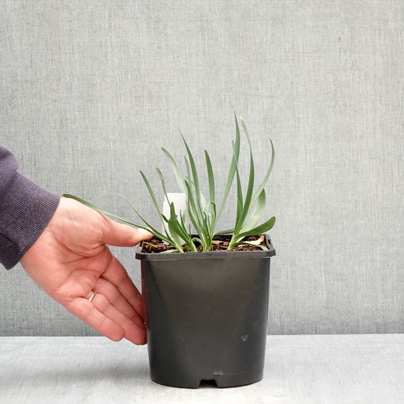 Exemplaar van Allium Lavender Bubbles - Sierui Pot van 2 l/3 l zoals geleverd in de lente