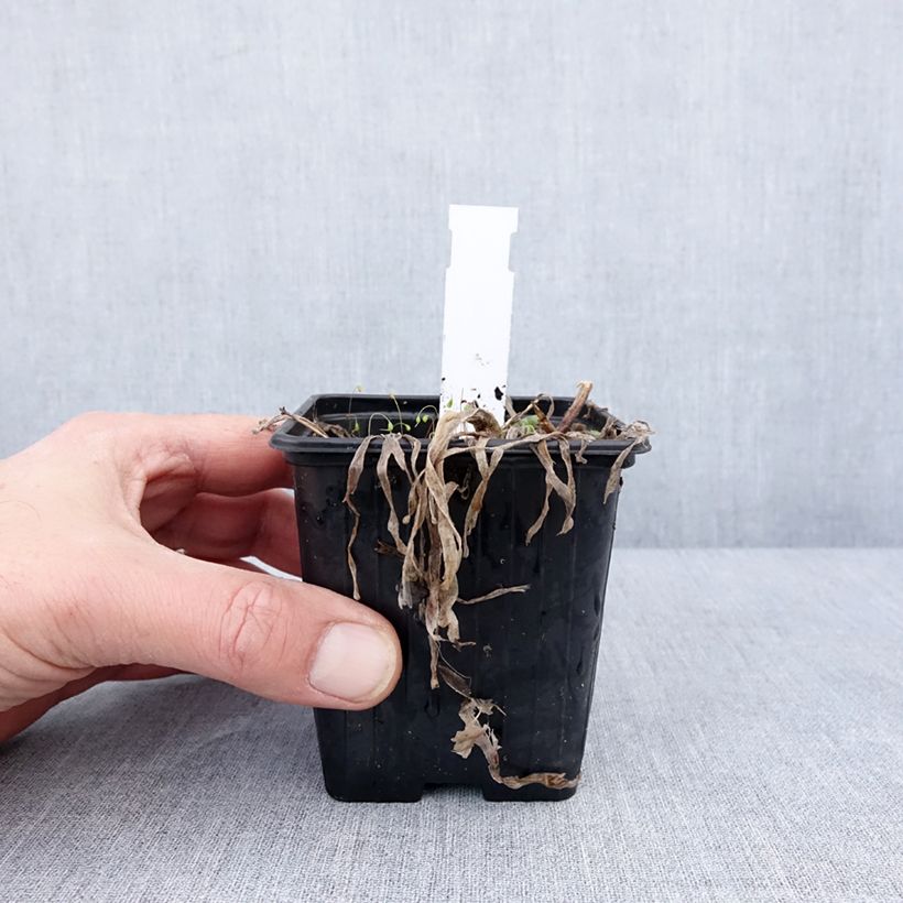Exemplaar van Allium Little Sapphire - Sierui Kweekpotje van 8/9 cm zoals geleverd in de winter