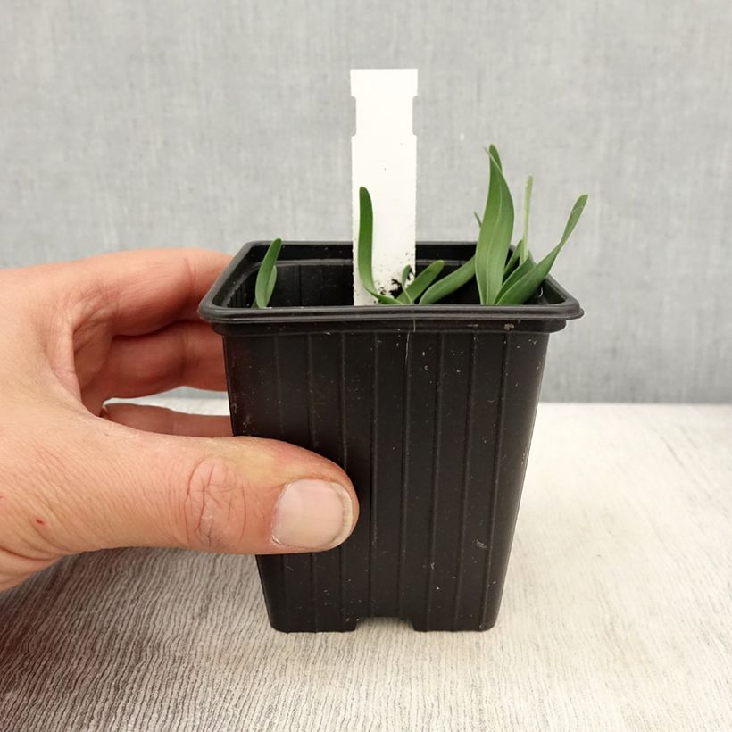 Exemplaar van Allium Little Sapphire - Sierui Kweekpotje van 8/9 cm zoals geleverd in de lente