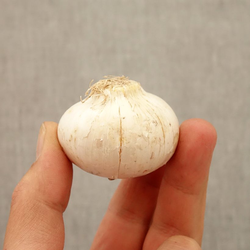 Exemplaar van Allium macleanii - Sierui Bol kaliber 20+ zoals geleverd in de herfst