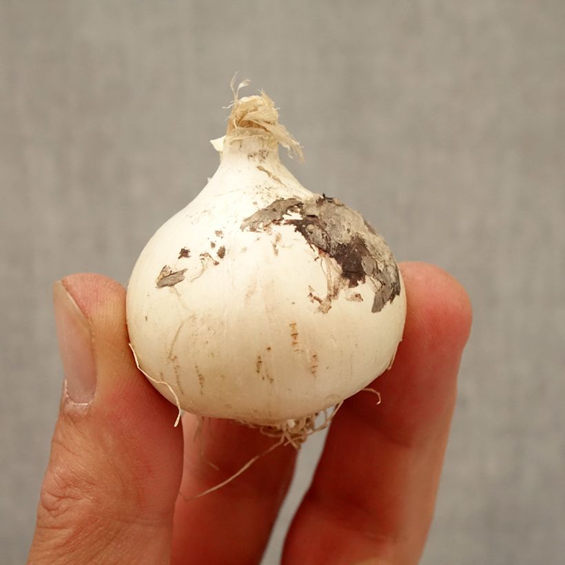 Exemplaar van Allium Magic - Sierui Bol kaliber 10+ zoals geleverd in de herfst