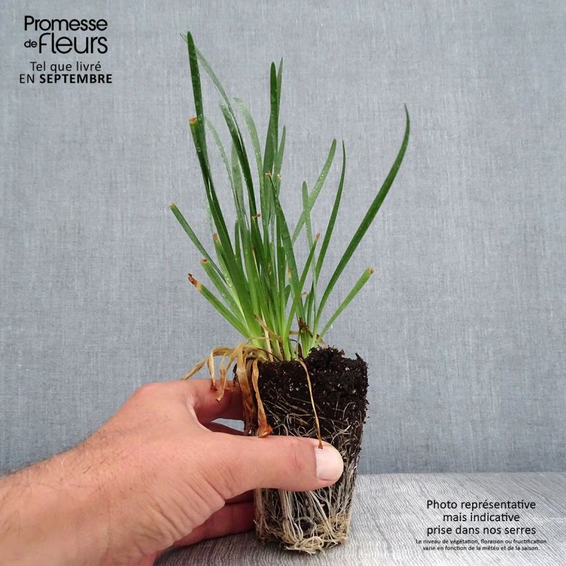 Exemplaar van Allium Millenium - Sierui Mini-mot Ø 3/4 cm zoals geleverd in de herfst